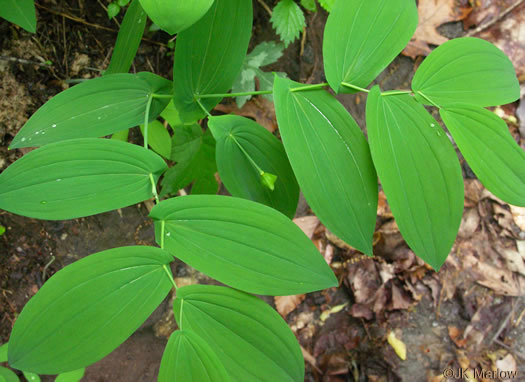 image of Uvularia perfoliata, Perfoliate Bellwort