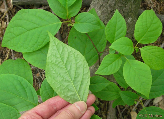 image of Halesia tetraptera var. tetraptera, Common Silverbell