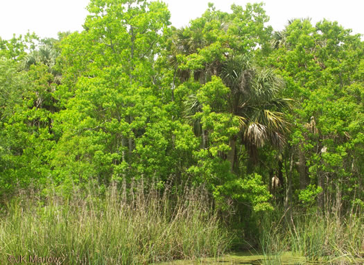 image of Triadica sebifera, Popcorn Tree, Chinese Tallow-tree