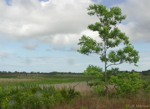 image of Triadica sebifera, Popcorn Tree, Chinese Tallow-tree