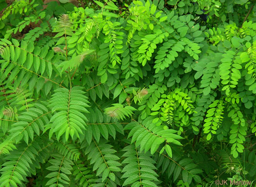 Ailanthus altissima, Ailanthus, Tree-of-heaven, Stink-tree