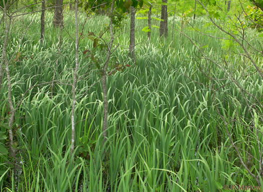 image of Iris virginica, Southern Blue Flag