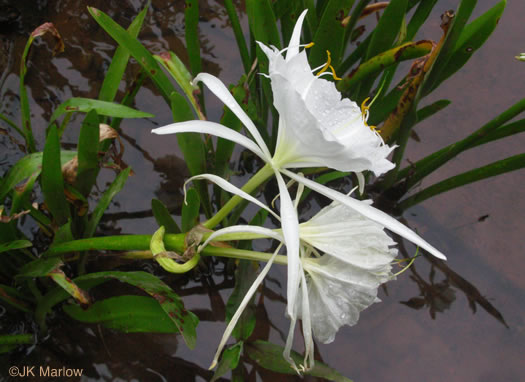 image of Hymenocallis coronaria, Rocky-shoals Spiderlily, Catawba Spiderlily, Carolina Spiderlily, Cahaba Lily