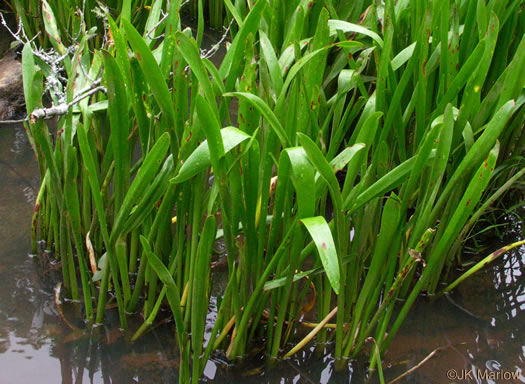 Rocky-shoals Spiderlily