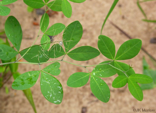 Baptisia alba, Thick-pod White Wild Indigo