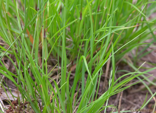 image of Danthonia spicata, Poverty Oatgrass, Moonshine Grass, 'Curly Dan'