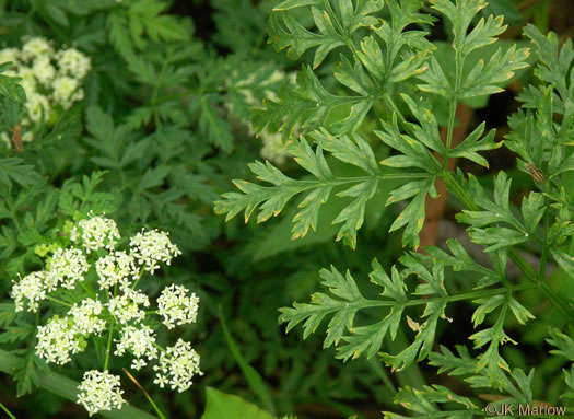 image of Conium maculatum, Poison-hemlock