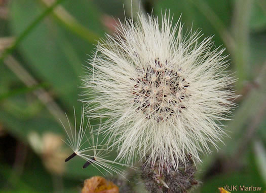 Pilosella officinarum, Mouse-ear Hawkweed