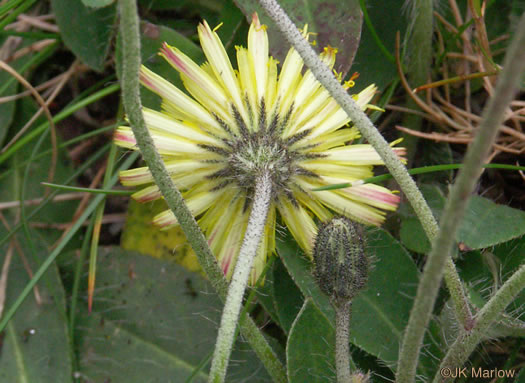 Pilosella officinarum, Mouse-ear Hawkweed