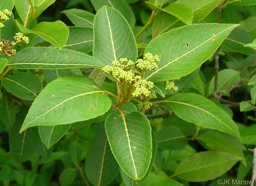 image of Viburnum cassinoides, Northern Wild Raisin, Witherod, Shonny Haw, Shawnee Haw