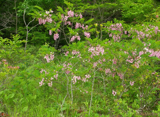 image of Robinia hispida var. kelseyi, Kelsey's Locust