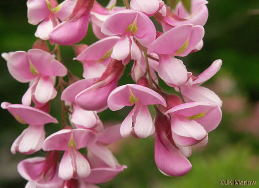 image of Robinia hispida var. kelseyi, Kelsey's Locust