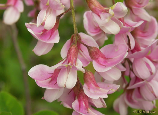 image of Robinia hispida var. kelseyi, Kelsey's Locust