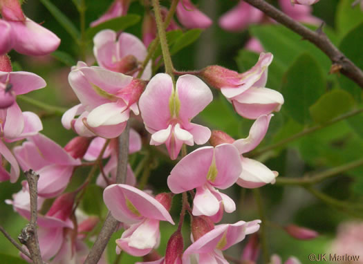 image of Robinia hispida var. kelseyi, Kelsey's Locust