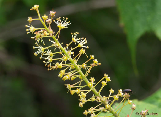 Acer spicatum, Mountain Maple