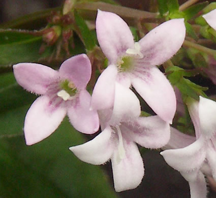 image of Houstonia purpurea, Summer Bluet, Mountain Bluet, Woodland Bluet, Purple Bluet