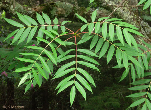 Sorbus americana, American Mountain-ash, American Rowan