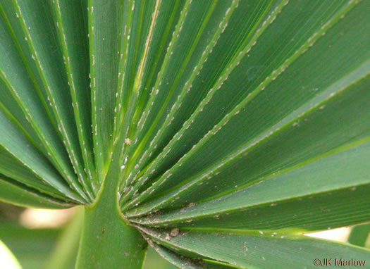 Sabal minor, Dwarf Palmetto, Bush Palmetto, Dwarf Blue Palmetto, Bluestem Palmetto