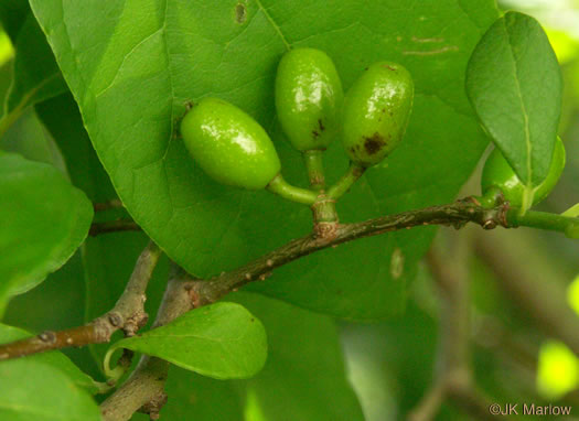 image of Lindera benzoin, Northern Spicebush, Wild Allspice