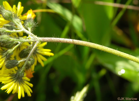 image of Pilosella caespitosa, Field Hawkweed, Yellow King-devil, Meadow Hawkweed