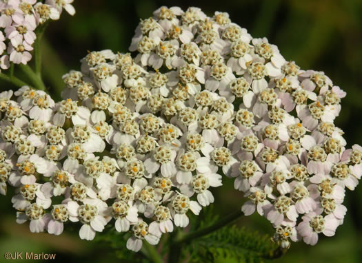 image of Achillea gracilis, Eastern Yarrow, Eastern Thousandleaf