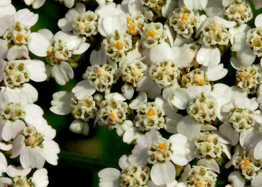 image of Achillea gracilis, Eastern Yarrow, Eastern Thousandleaf