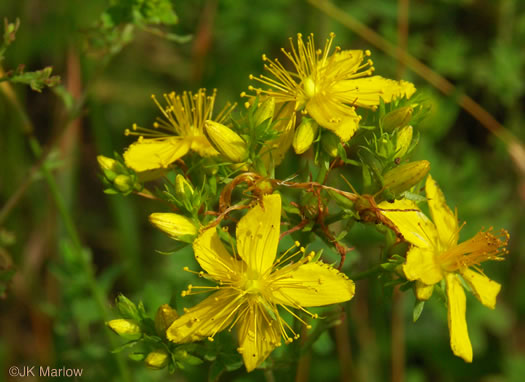 image of Hypericum perforatum, European St. Johnswort, Common St. Johnswort, Klamath-weed