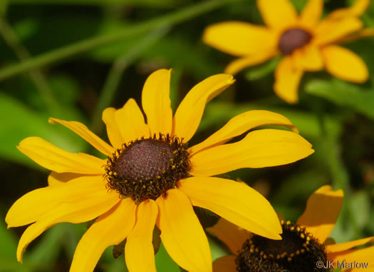 image of Rudbeckia hirta var. hirta, Woodland Black-eyed Susan