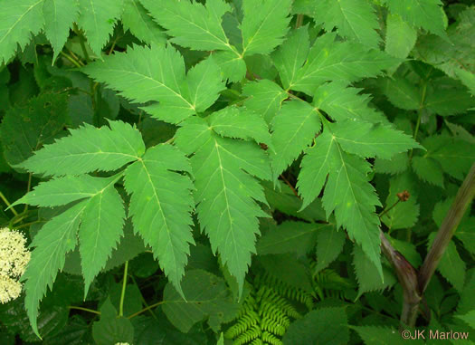 image of Angelica triquinata, Mountain Angelica, Appalachian Angelica, Filmy Angelica