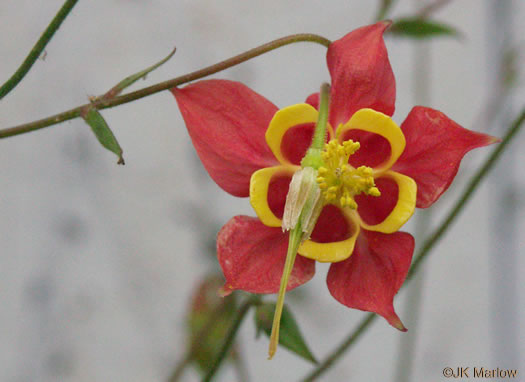 image of Aquilegia canadensis, Eastern Columbine, Canada Columbine