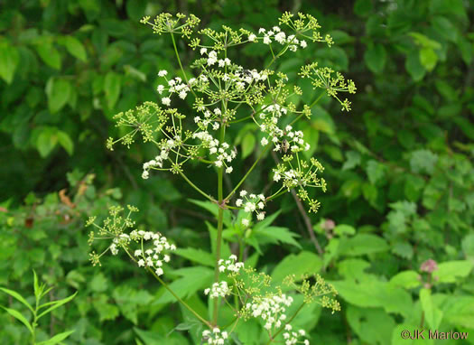 image of Ligusticum canadense, American Lovage