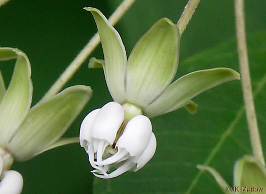 image of Asclepias exaltata, Poke Milkweed, Tall Milkweed