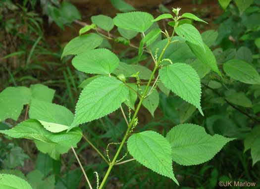 Boehmeria cylindrica, False Nettle, Swamp-nettle