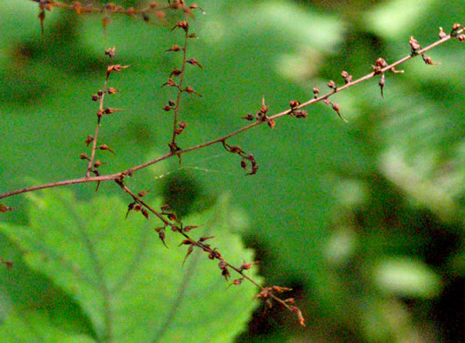 image of Astilbe biternata, Appalachian False Goatsbeard, Appalachian Astilbe