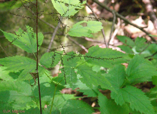 image of Astilbe biternata, Appalachian False Goatsbeard, Appalachian Astilbe