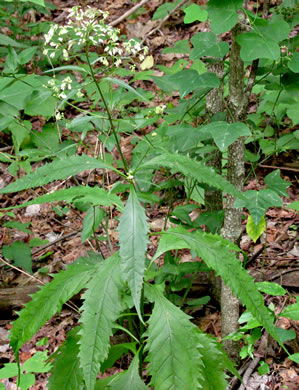 image of Eutrochium purpureum var. purpureum, Purple-node Joe-pye-weed, Sweet Joe-pye-weed