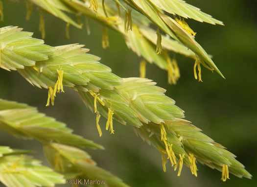 image of Uniola paniculata, Sea Oats