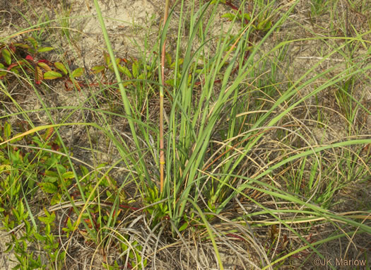 Sea Oats