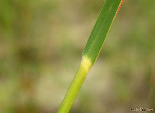 image of Uniola paniculata, Sea Oats