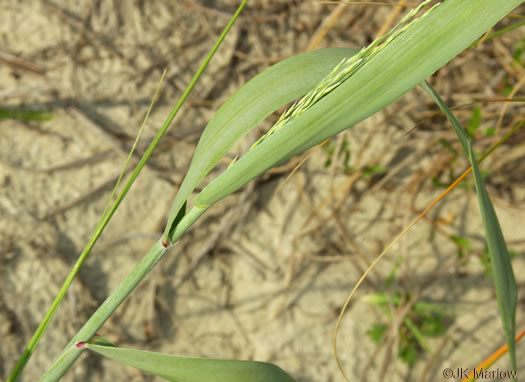 image of Panicum amarum, Seaside Panicum, Bitter Seabeach Grass, Bitter Panicgrass, Bitter Seaside Panic-grass