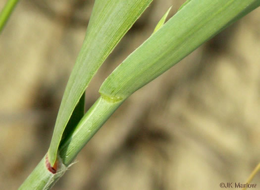 image of Panicum amarum, Seaside Panicum, Bitter Seabeach Grass, Bitter Panicgrass, Bitter Seaside Panic-grass