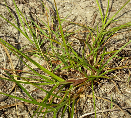 image of Cenchrus tribuloides, Dune Sandbur, Dune Sandspur