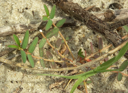 image of Euphorbia polygonifolia, Dune Spurge, Northern Seaside Spurge, Northern Sandmat