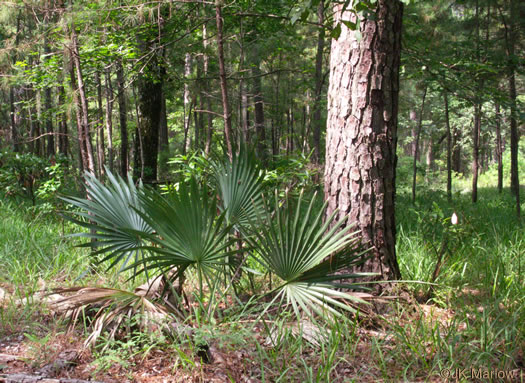 Sabal minor, Dwarf Palmetto, Bush Palmetto, Dwarf Blue Palmetto, Bluestem Palmetto