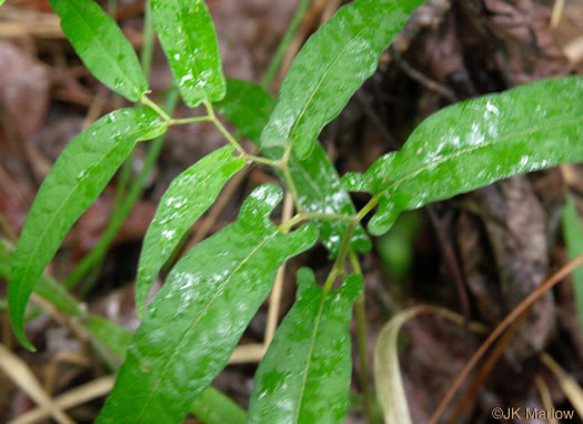 image of Endodeca serpentaria, Turpentine-root, Virginia Snakeroot, Serpent Birthwort