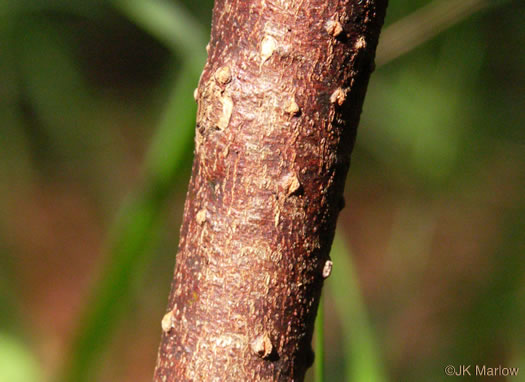 image of Tamala palustris, Swamp Redbay, Swamp Bay