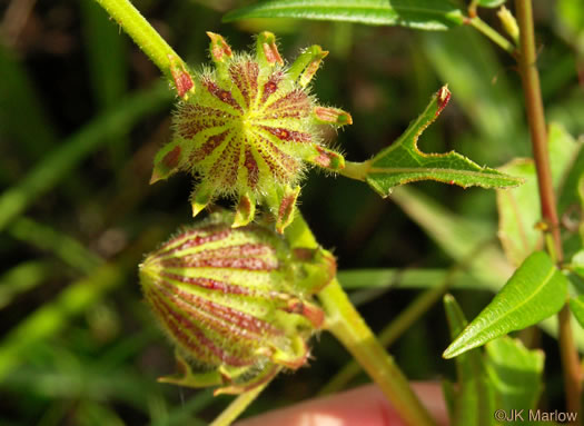 image of Hibiscus aculeatus, Savanna Hibiscus, Comfort-root, Pineland Hibiscus