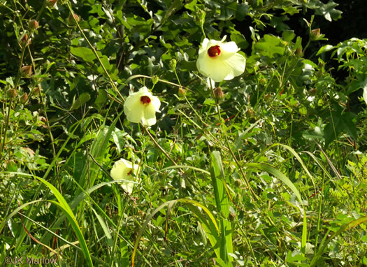 image of Hibiscus aculeatus, Savanna Hibiscus, Comfort-root, Pineland Hibiscus