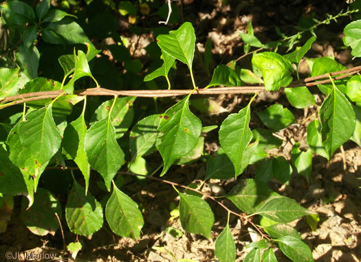 image of Celastrus orbiculatus, Oriental Bittersweet