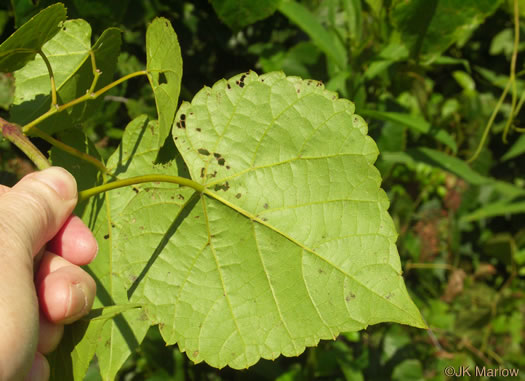 image of Vitis vulpina, Frost Grape, Winter Grape, Chicken Grape